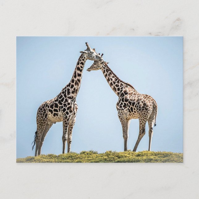 Giraffe par Porträtt mot Blå himmel Vykort (Framsida)