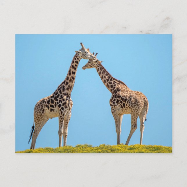 Giraffe par Porträtt Vykort (Framsida)