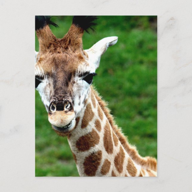 Giraffe Photo Postcard Vykort (Framsida)