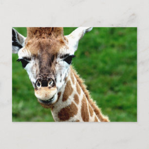 Giraffe Photo Postcard Vykort