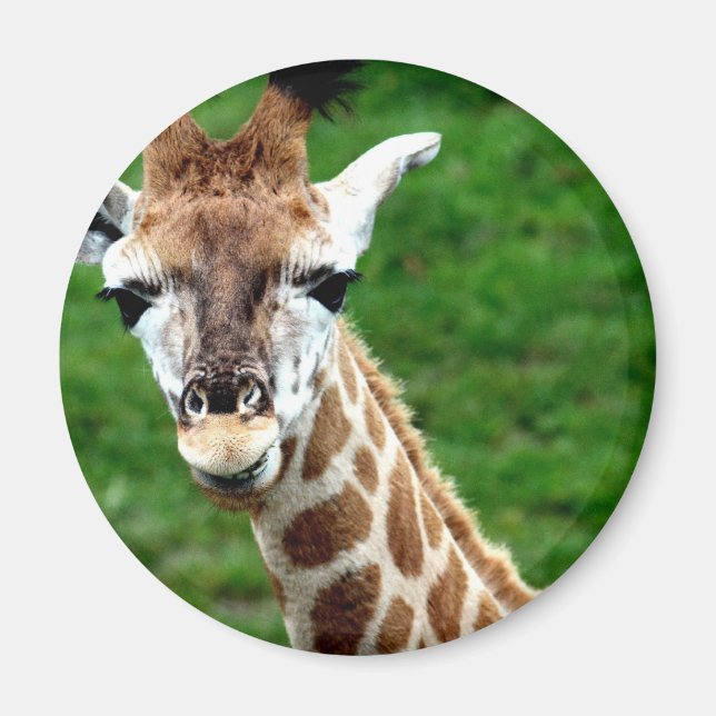 Giraffe Photo Round Magnet (Framsidan)