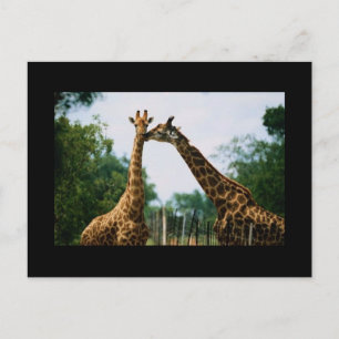 Giraffe Photograph Vykort