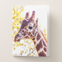 Giraffe Porträtt