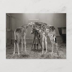 Giraffe Porträtt, 1926 Vykort