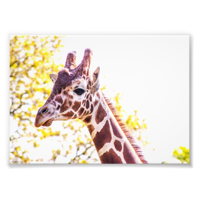 Giraffe Porträtt Fototryck (Framsidan)