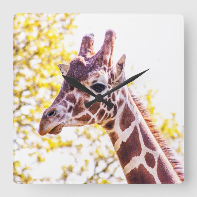 Giraffe Porträtt Fyrkantig Klocka (Framsida)