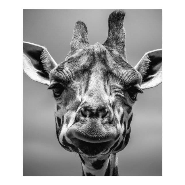 Giraffe Porträtt i Monotone Fototryck (Framsidan)