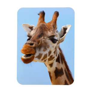Giraffe Porträtt magnet