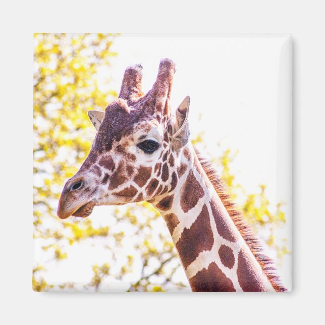 Giraffe Porträtt Magnet (Framsidan)