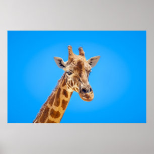 Giraffe Porträtt mot Himlar Poster