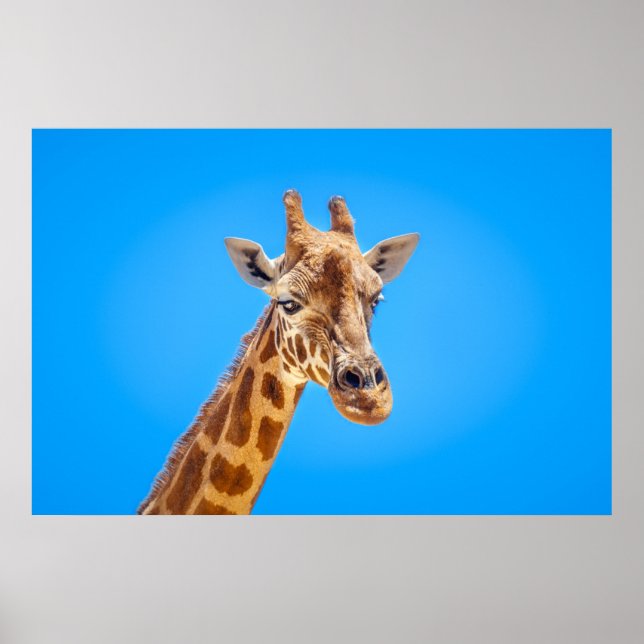 Giraffe Porträtt mot Himlar Poster (Framsidan)