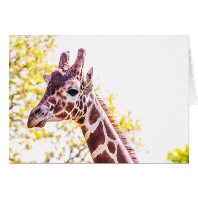 Giraffe Porträtt OBS Kort (Framsidan Horizontal)