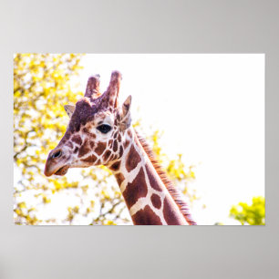 Giraffe Porträtt Poster
