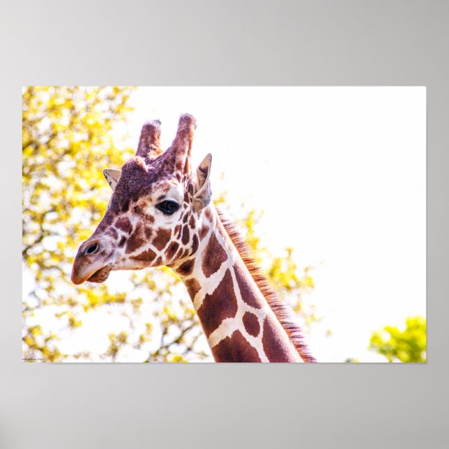 Giraffe Porträtt Poster (Framsidan)