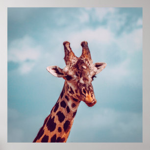 GIRAFFE PORTRÄTT POSTER