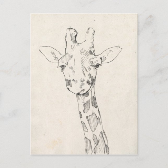 Giraffe Porträtt | Skiss Vykort (Framsida)