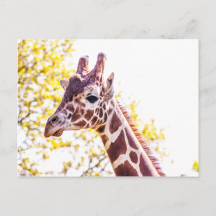 Giraffe Porträtt Vykort