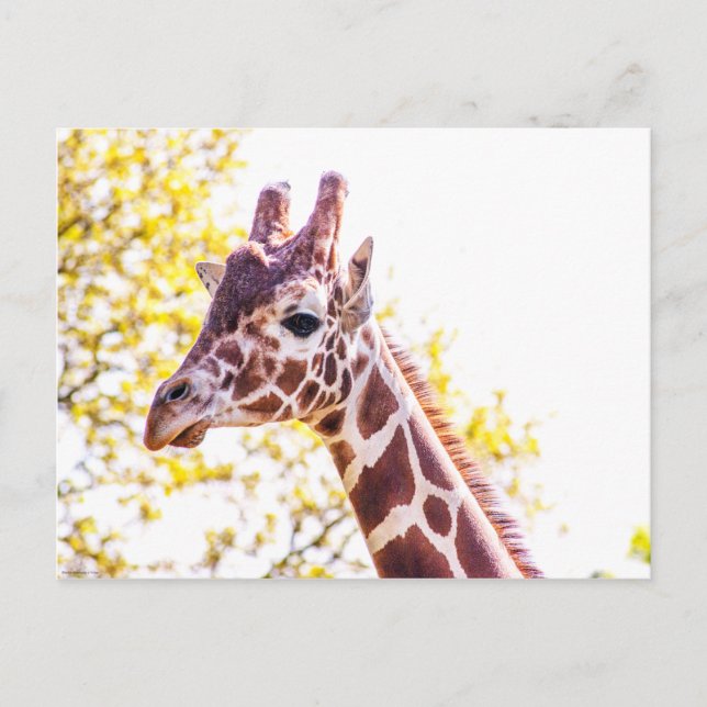 Giraffe Porträtt Vykort (Framsida)