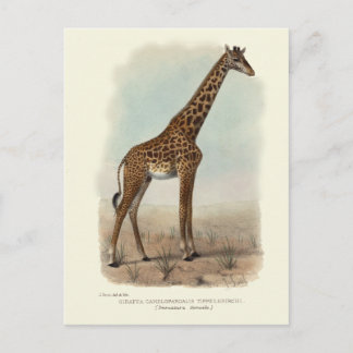 GIRAFFE POSTCARD VYKORT