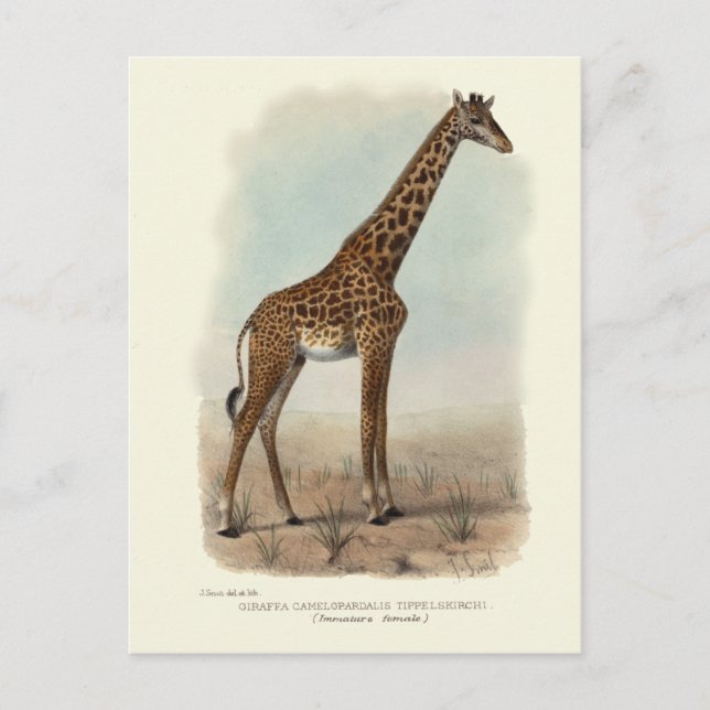 GIRAFFE POSTCARD VYKORT (Framsida)