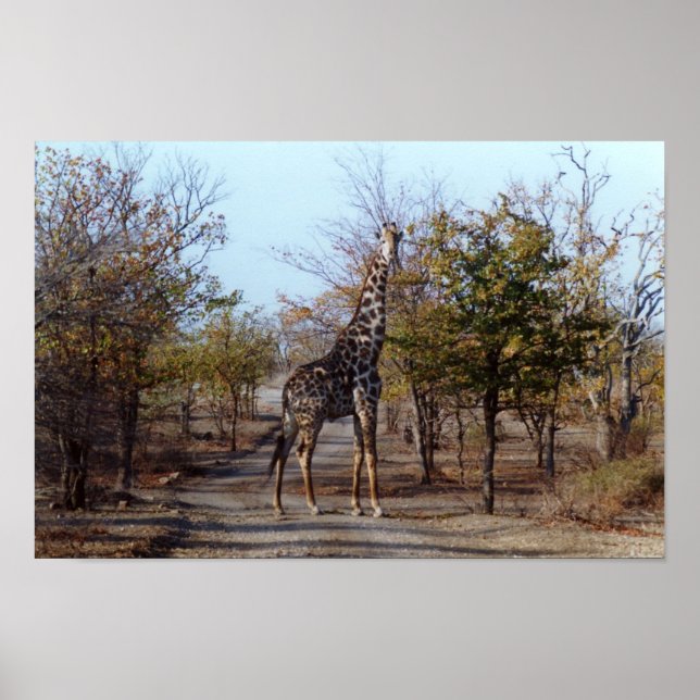 Giraffe Poster (Framsidan)