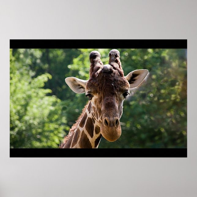 Giraffe Poster (Framsidan)