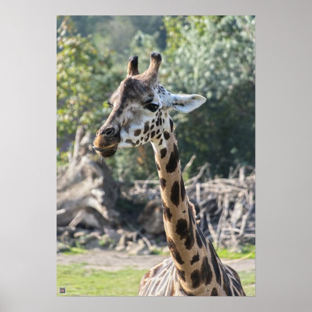 Giraffe Poster (Framsidan)
