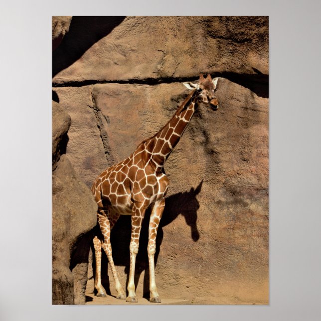 Giraffe Poster (Framsidan)
