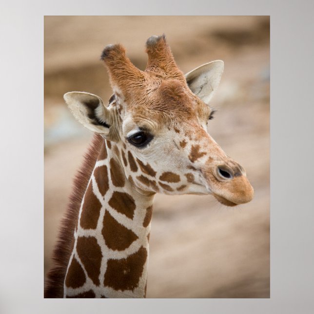Giraffe Poster (Framsidan)