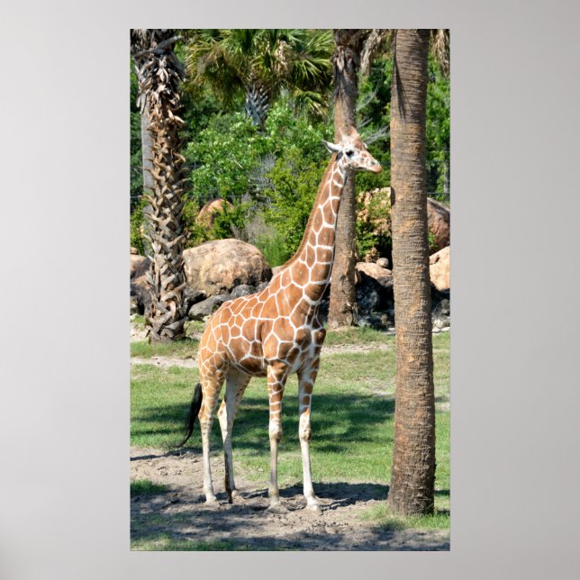 Giraffe Poster (Framsidan)