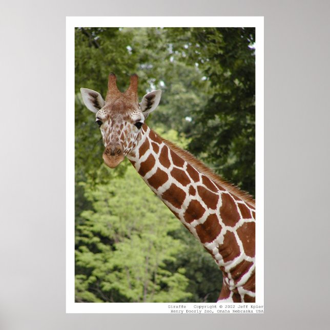 Giraffe Poster (Framsidan)