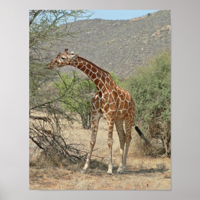 Giraffe Poster (Framsidan)
