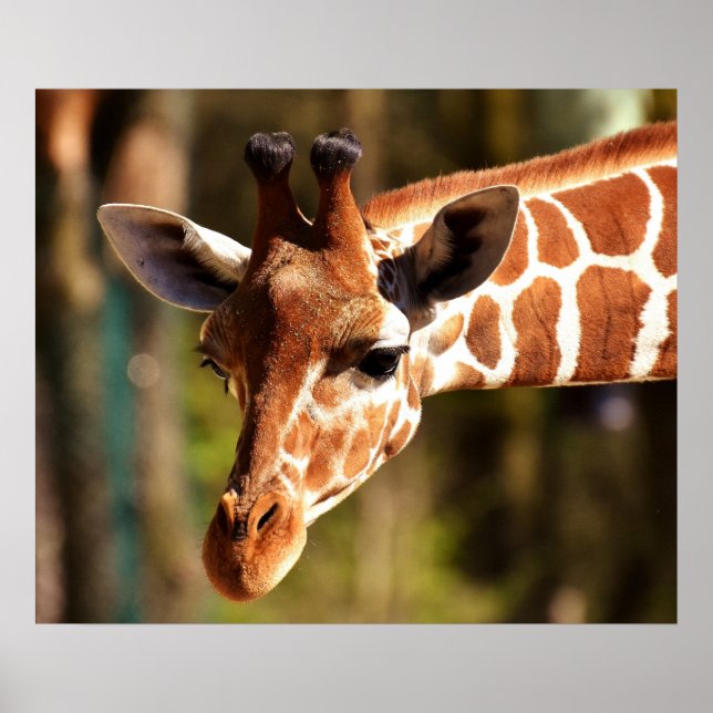 Giraffe Poster - Safari Wildlife Zoo Animals (Framsidan)