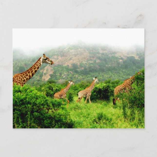 giraffe postkarte vykort (Framsida)