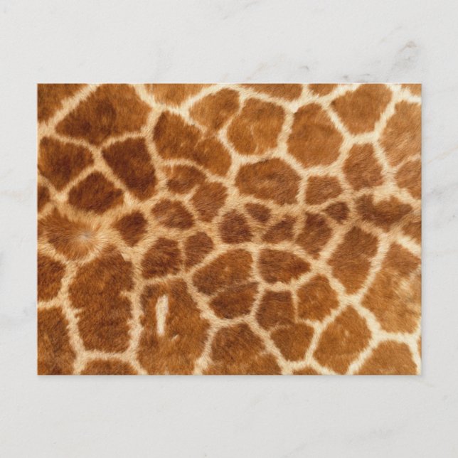 Giraffe Print Vykort (Framsida)