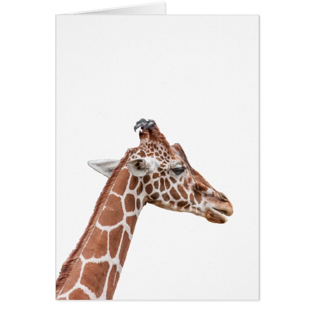 Giraffe-profil OBS Kort (Framsidan)