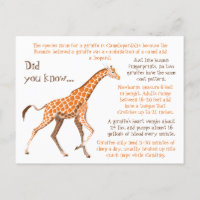 Giraffe Roligt Facts Wildlife
