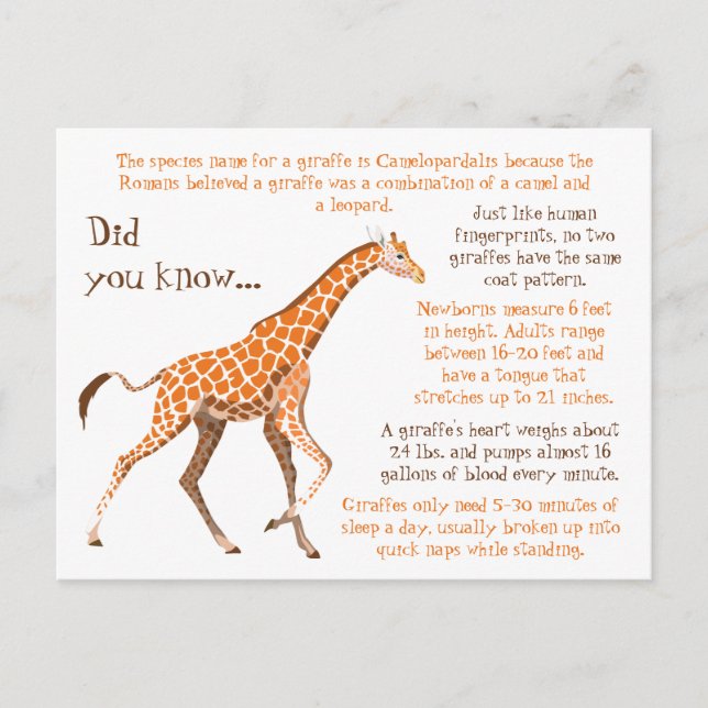 Giraffe Roligt Facts Wildlife Vykort (Framsida)