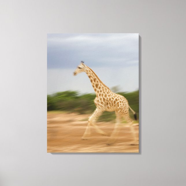Giraffe run, sidovy (suddig rörelse) canvastryck (Framsida)