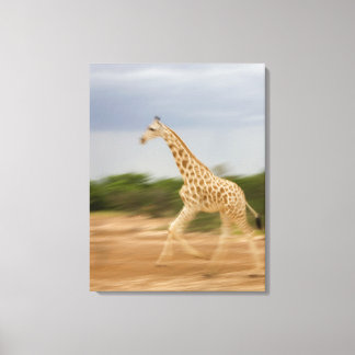 Giraffe run, sidovy (suddig rörelse) canvastryck