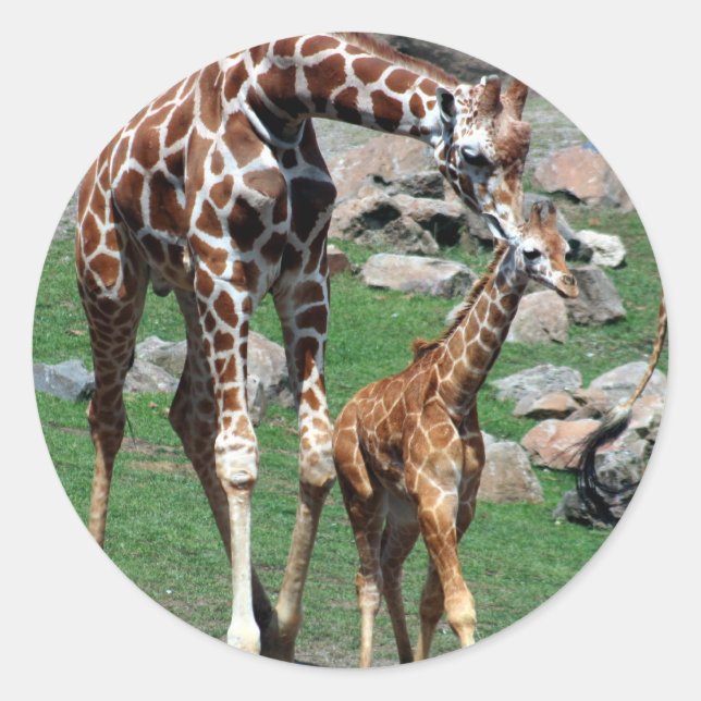 Giraffe Runt Klistermärke (Framsida)