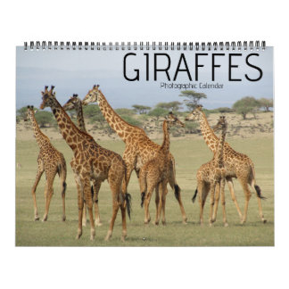 giraffe safari 2025 stor kalender