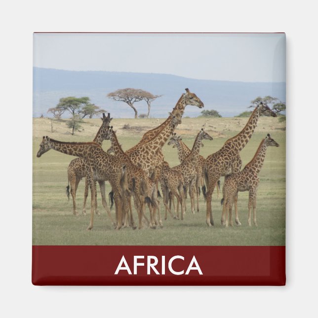 giraffe safari magnet (Framsidan)