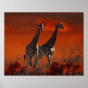 Giraffe-serien från sydafrikanska vilda djur poster