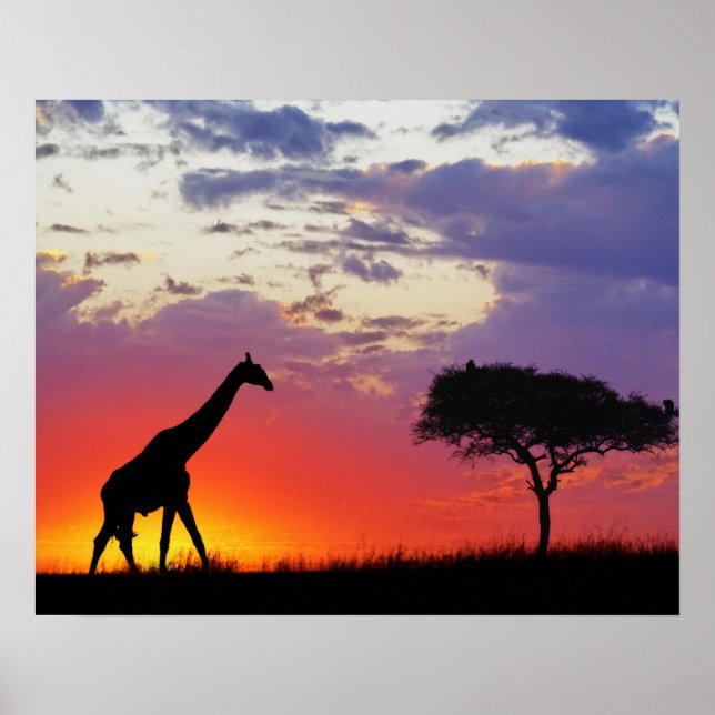 Giraffe silhouetted at sunrise, Giraffa Poster (Framsidan)