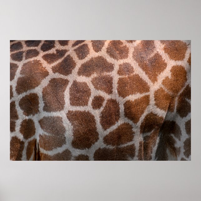 Giraffe skin struktur poster (Framsidan)