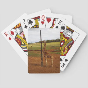 Giraffe Slickar sin polare, Casinokort