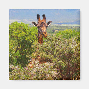 Giraffe slog huvudet ovanför Träd Magnet