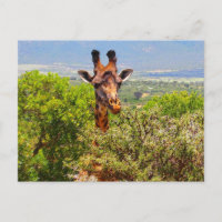 Giraffe slog huvudet ovanför Träd