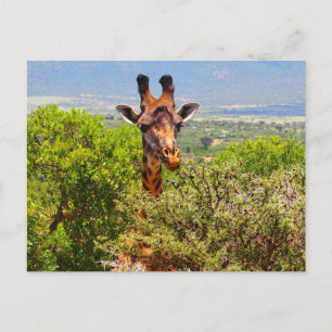 Giraffe slog huvudet ovanför Träd Vykort